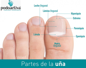 infografia partes de las uñas